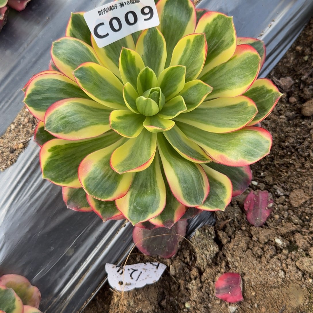 凪***》009如意。多肉植物