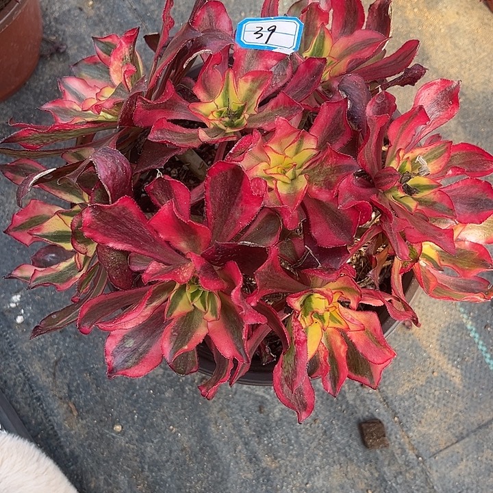 清****39魅影法师丛林砍过