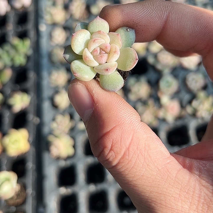 玉菩提 满10颗包邮