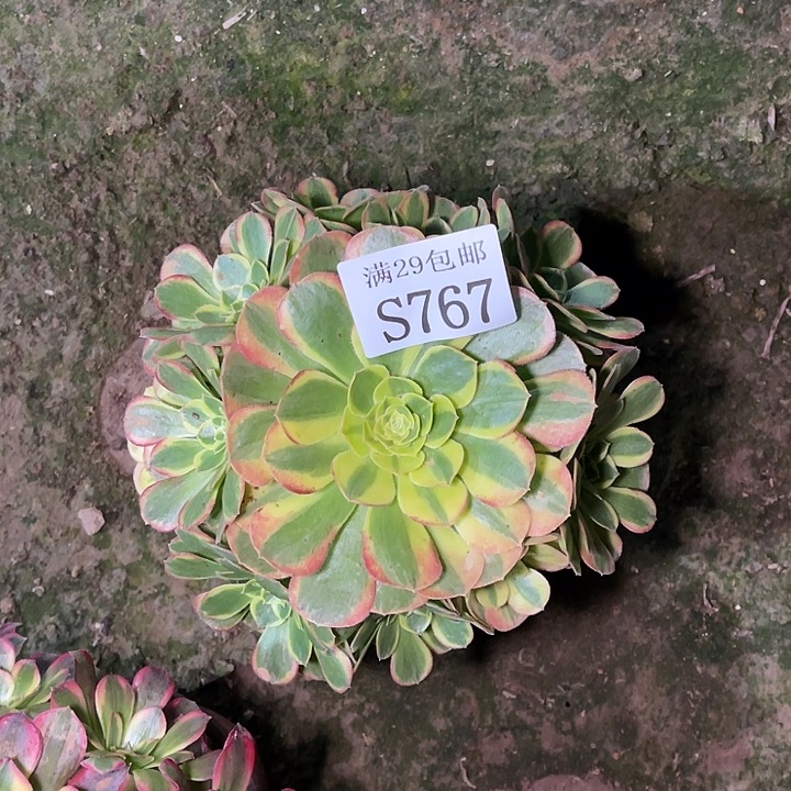 767奶白多肉植物     