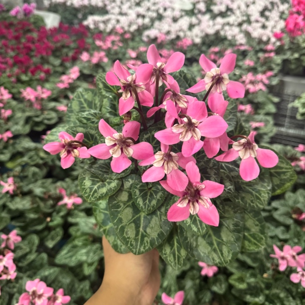 【胖胖】鲑红蝶衣~一代仙客来带花带花苞发货