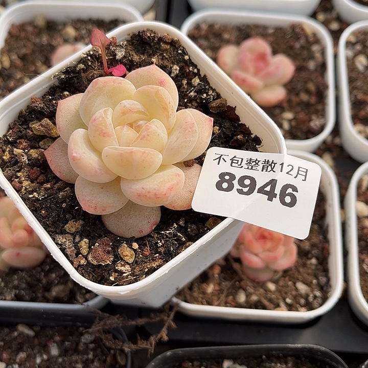 ****己阿雅园艺。       8946