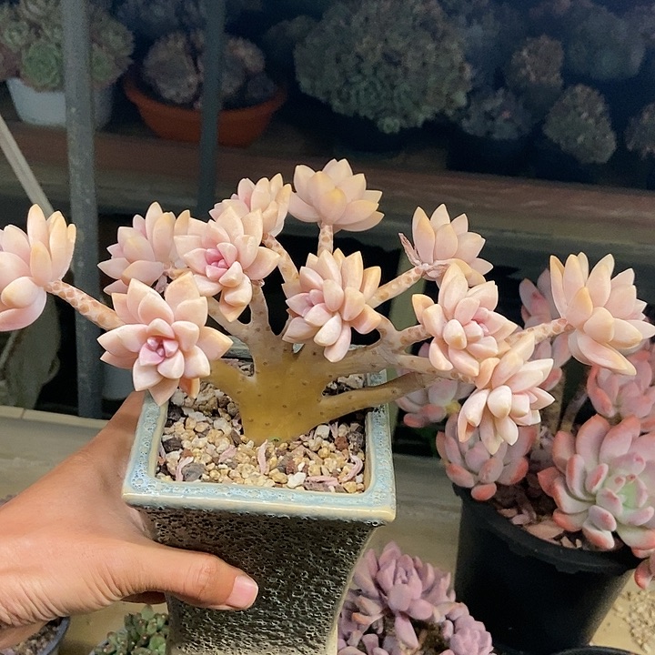 多肉植物一物一拍