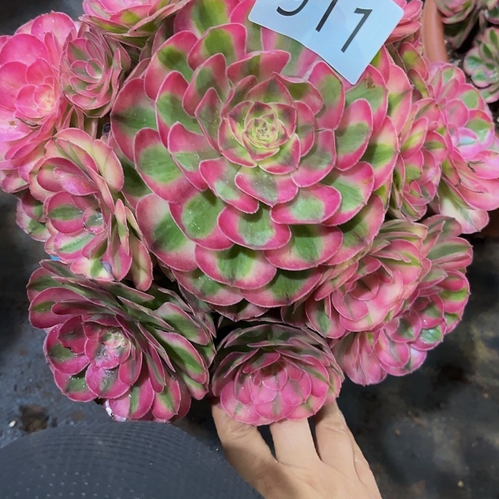 多肉植物荔枝等911个