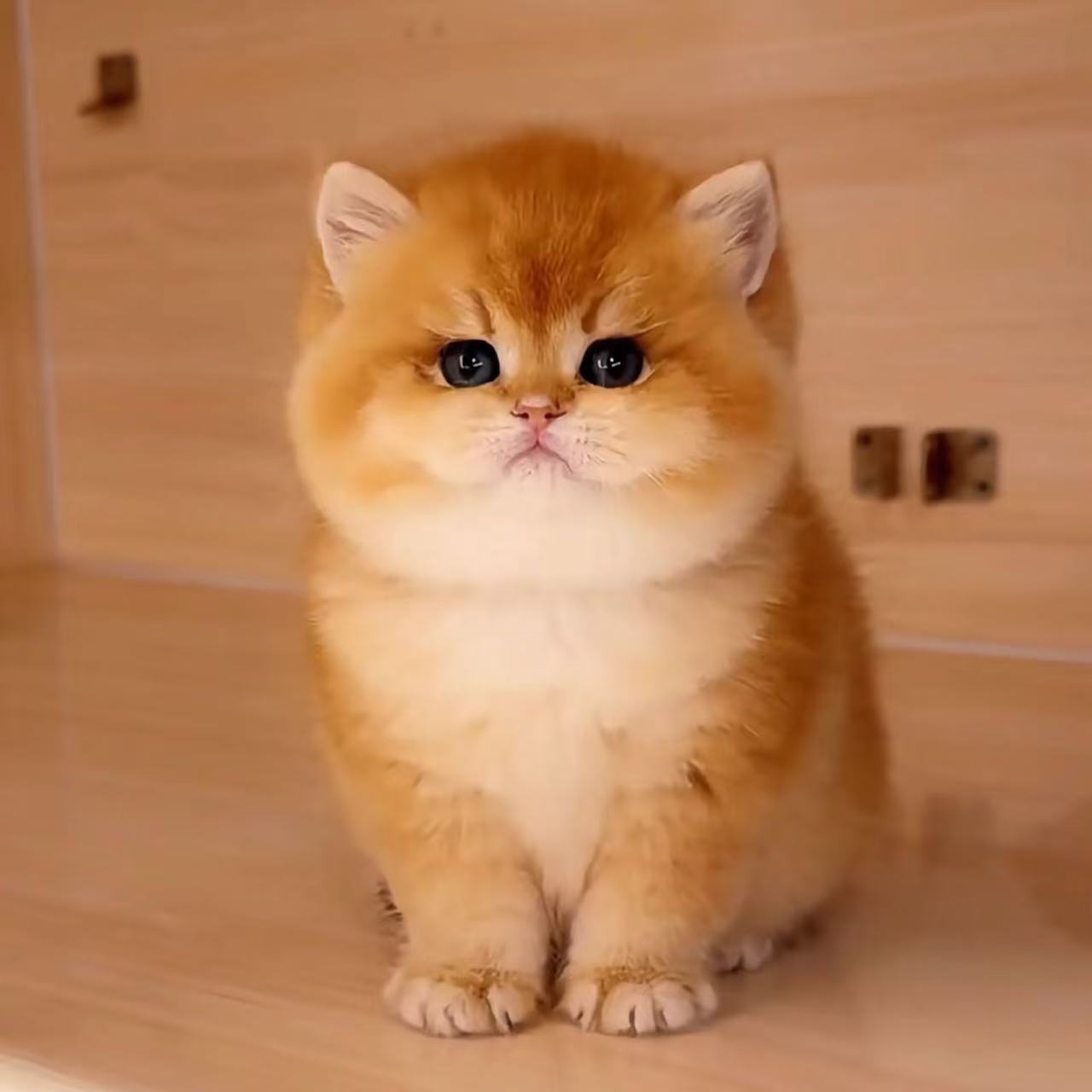 宠物猫活体咨询链接