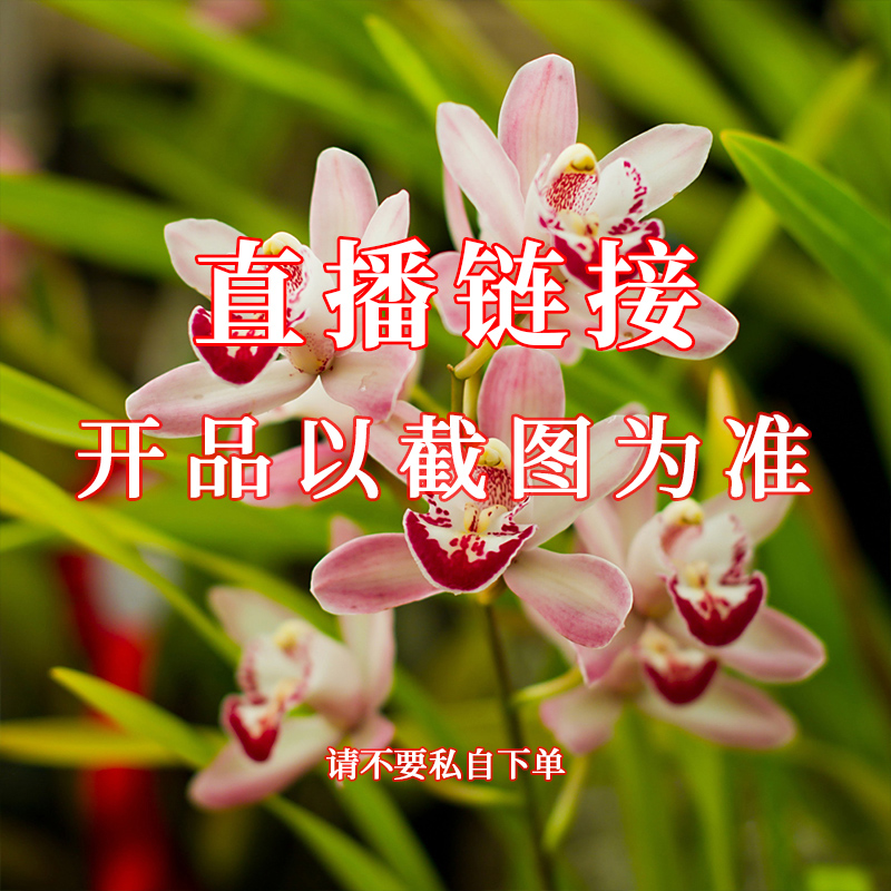 川兰 五十米 兰花直播补差专用链接（乱拍不发货）