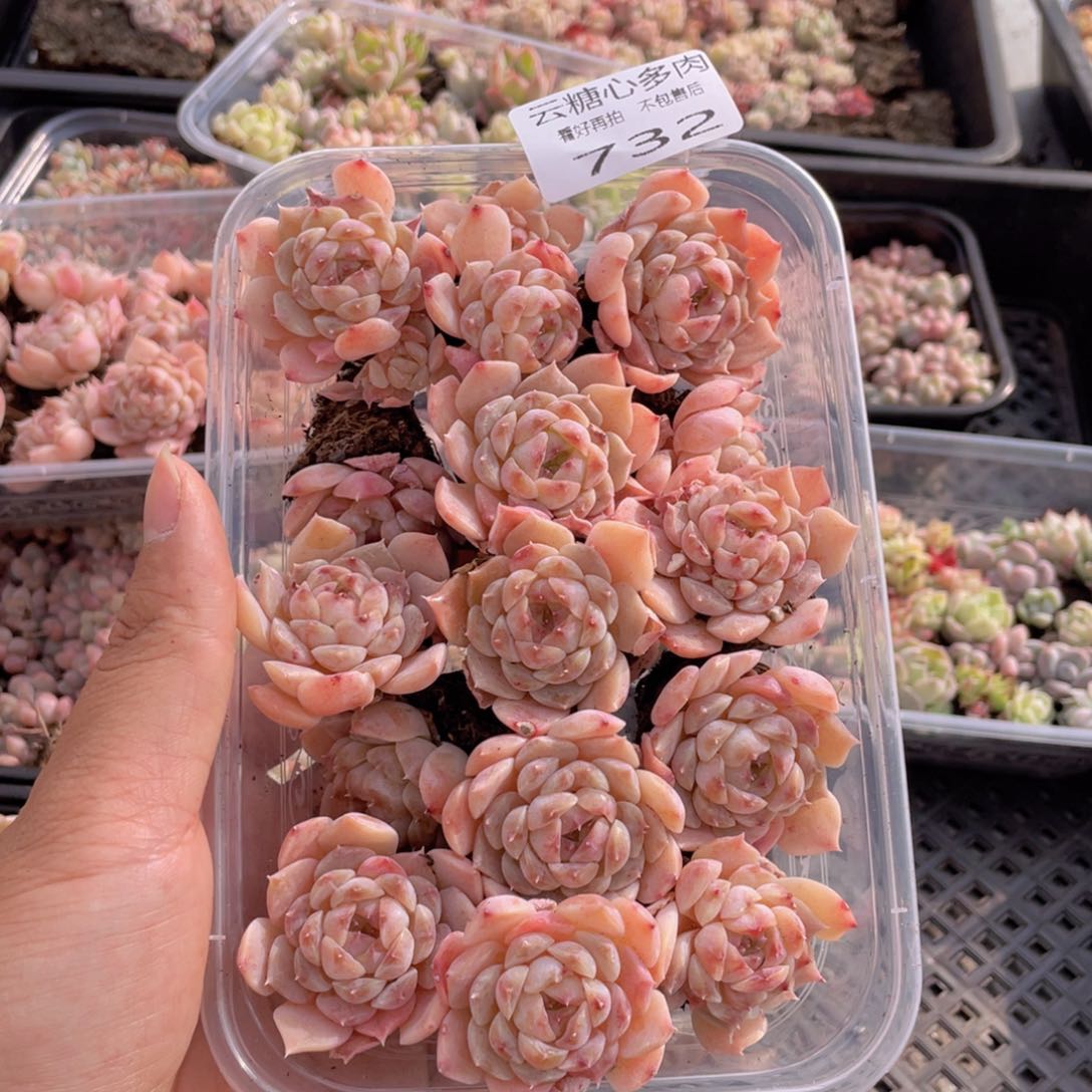 云糖心多肉植物732