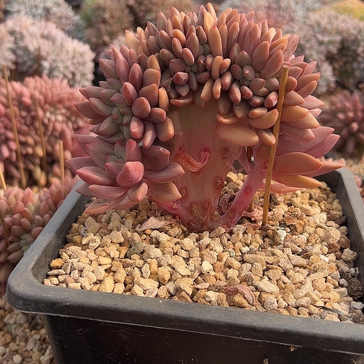 桃花源小树缀化厚腿