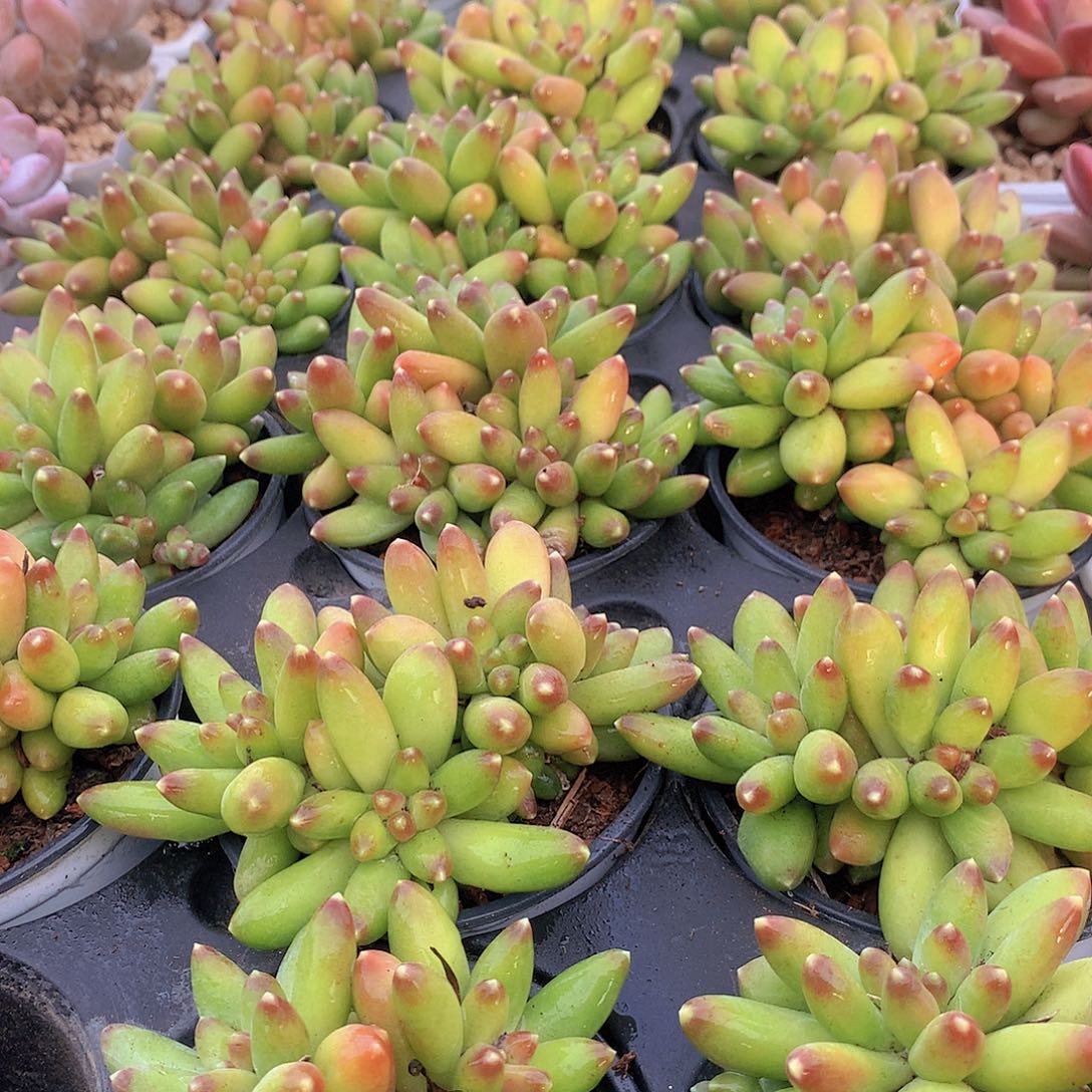 优选千代田34567889990