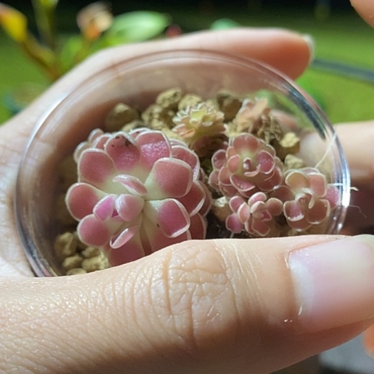 完全开放弗洛里捕虫堇好多颗