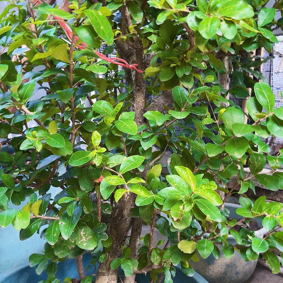 P***n无花朵1357899964699