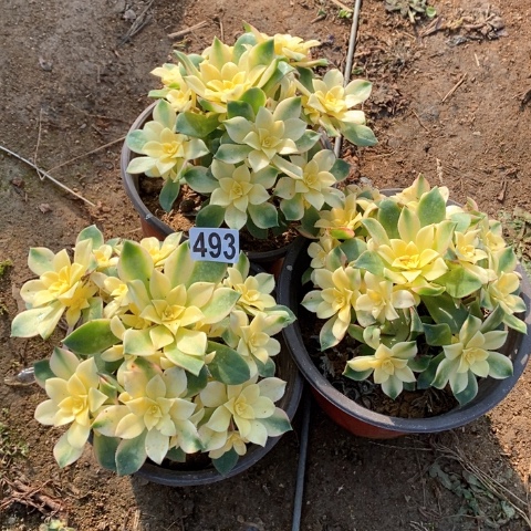 和***阳493三颗法师多肉植物