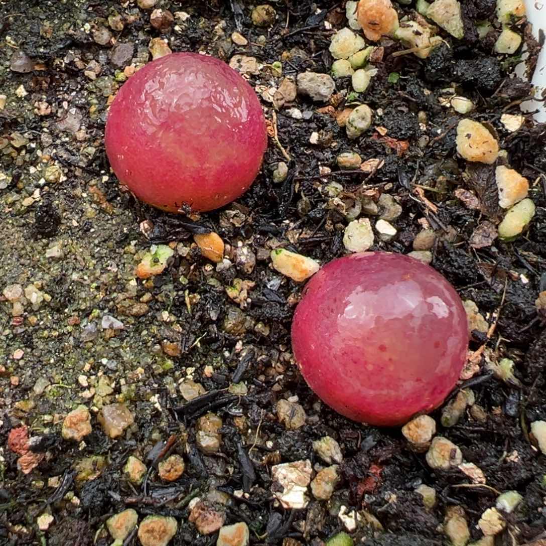 1.26好看的多肉784