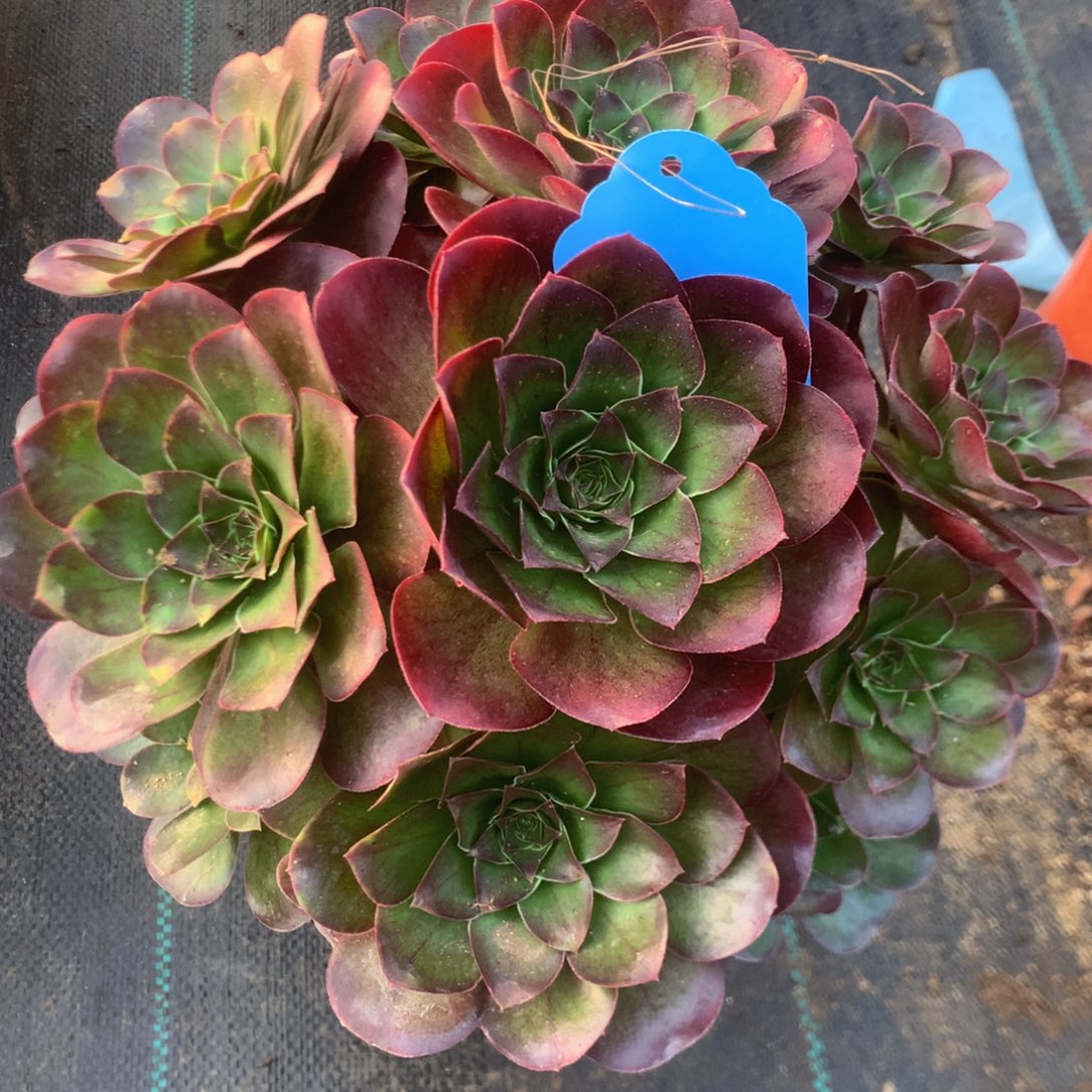 玫瑰多多多肉植物