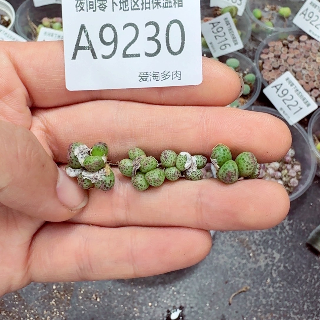 9230––零下地区需拍保温箱