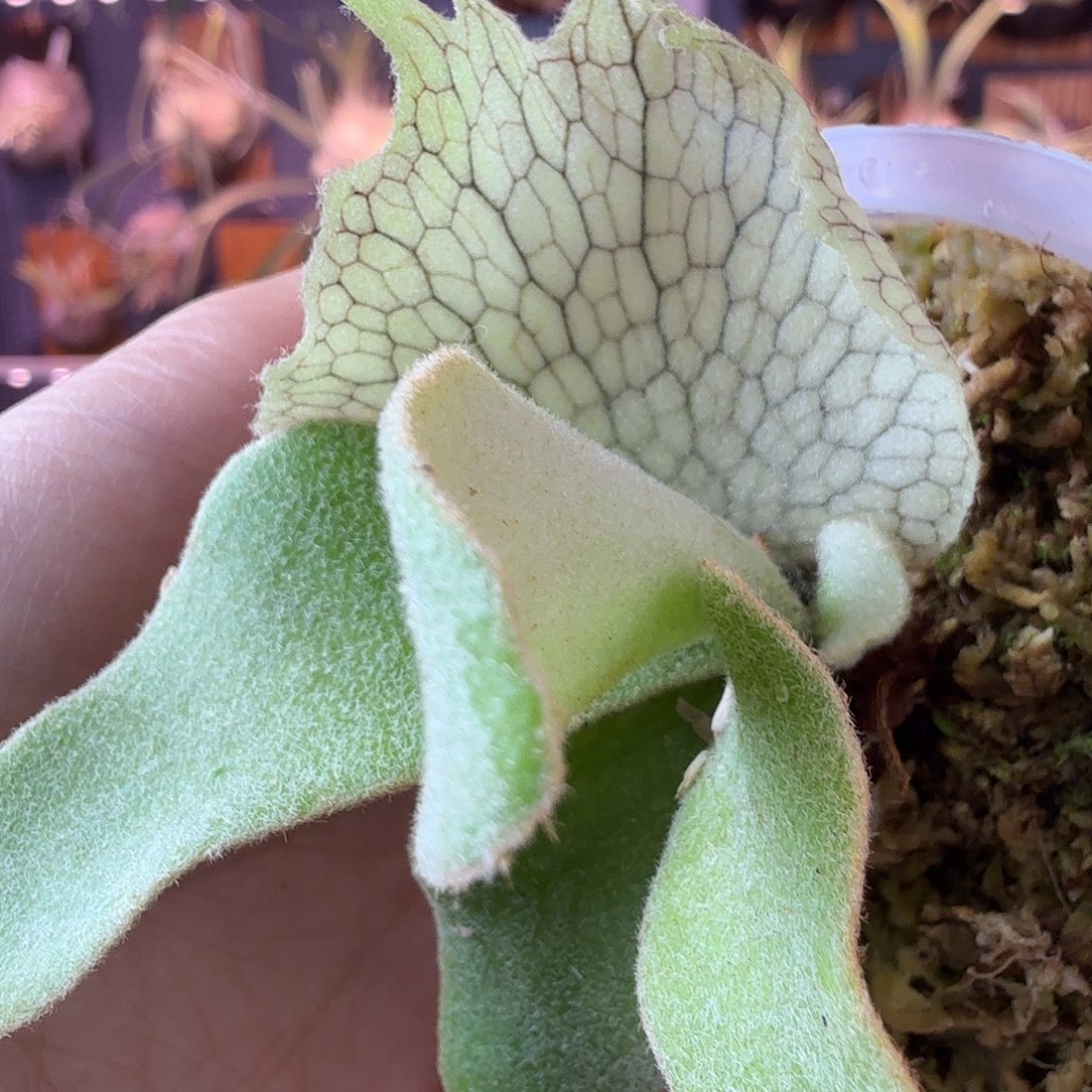 完全开放澳银鹿角蕨鹿角蕨