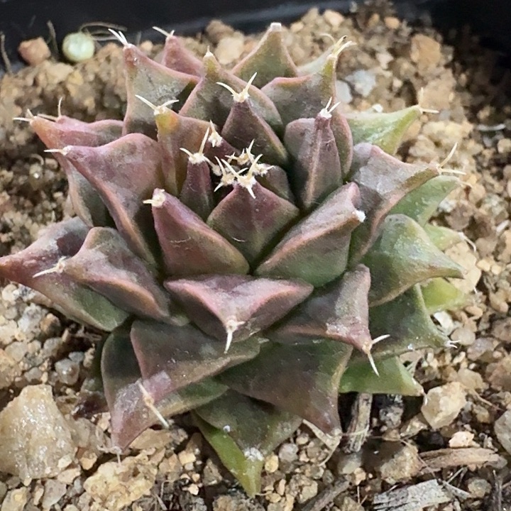 帝冠实生仙人球多肉