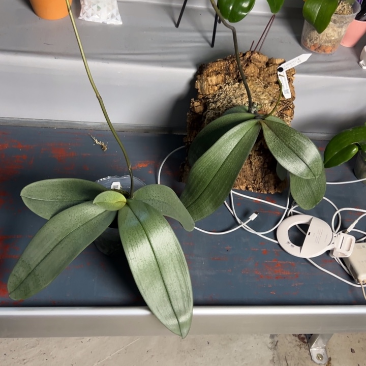 1***）不开花植物阿妈X西3.5