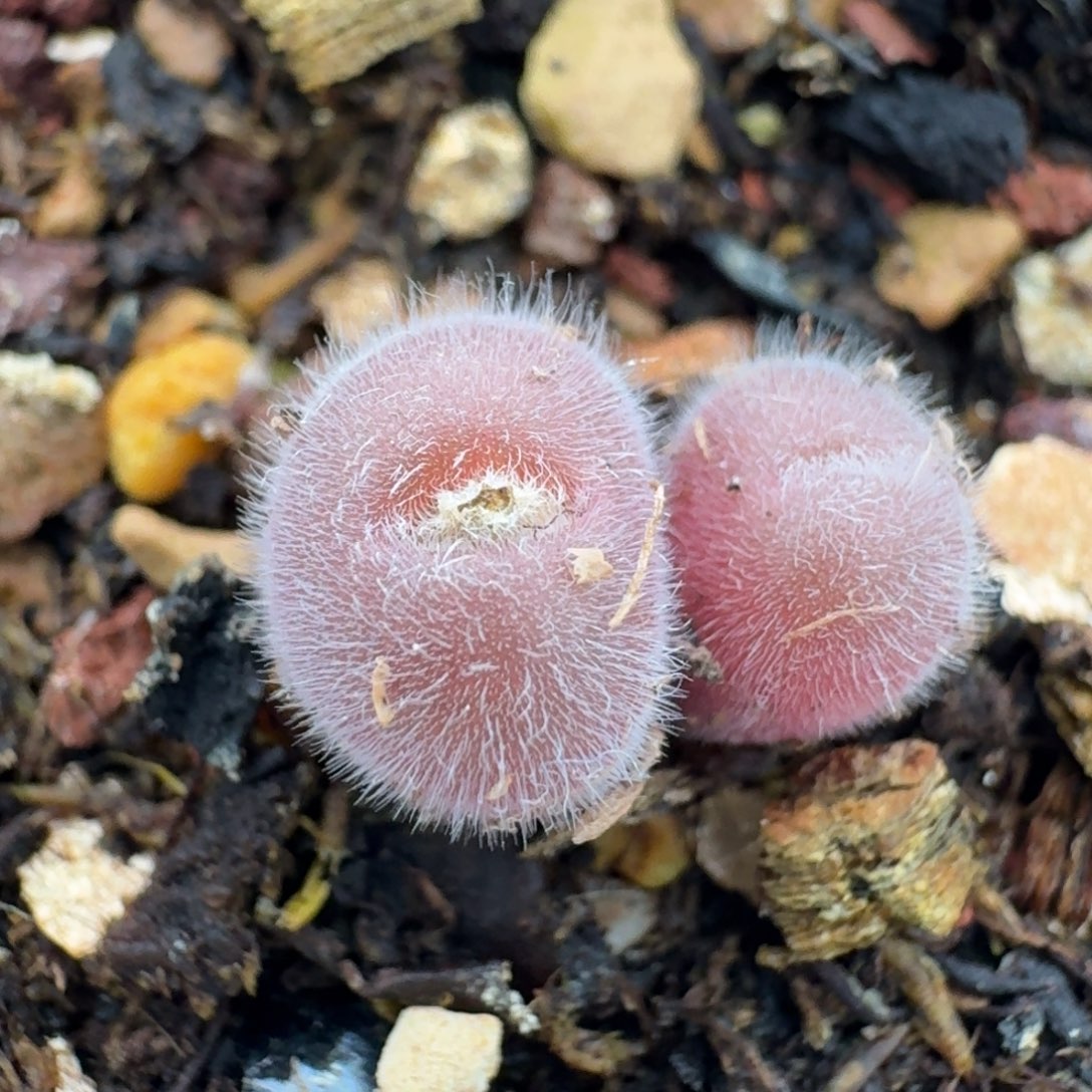 176脱土发货00000000