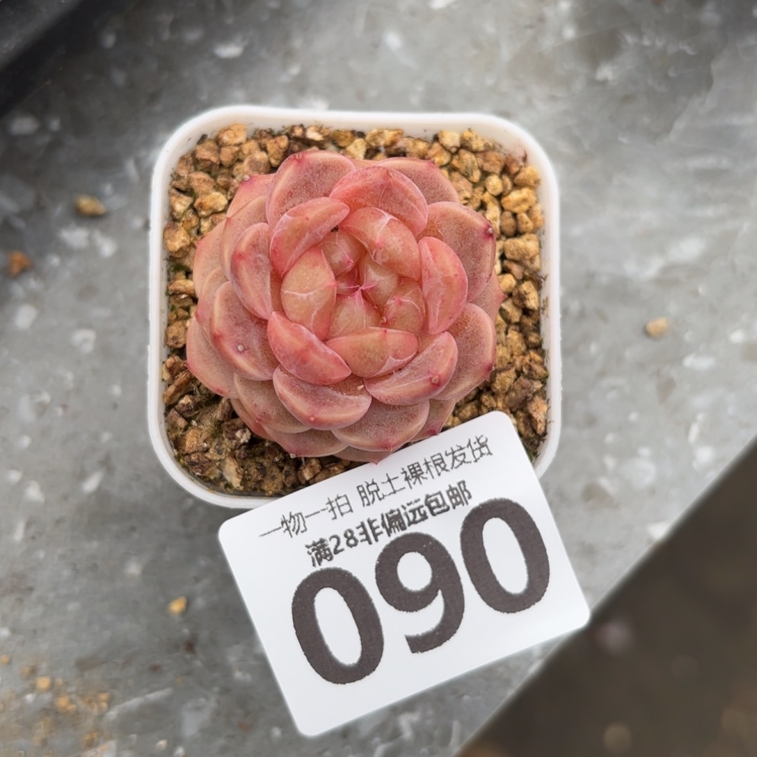 慕云单头无盆土发货