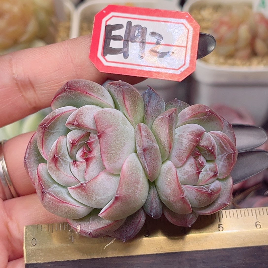 E192一物一拍 花轮