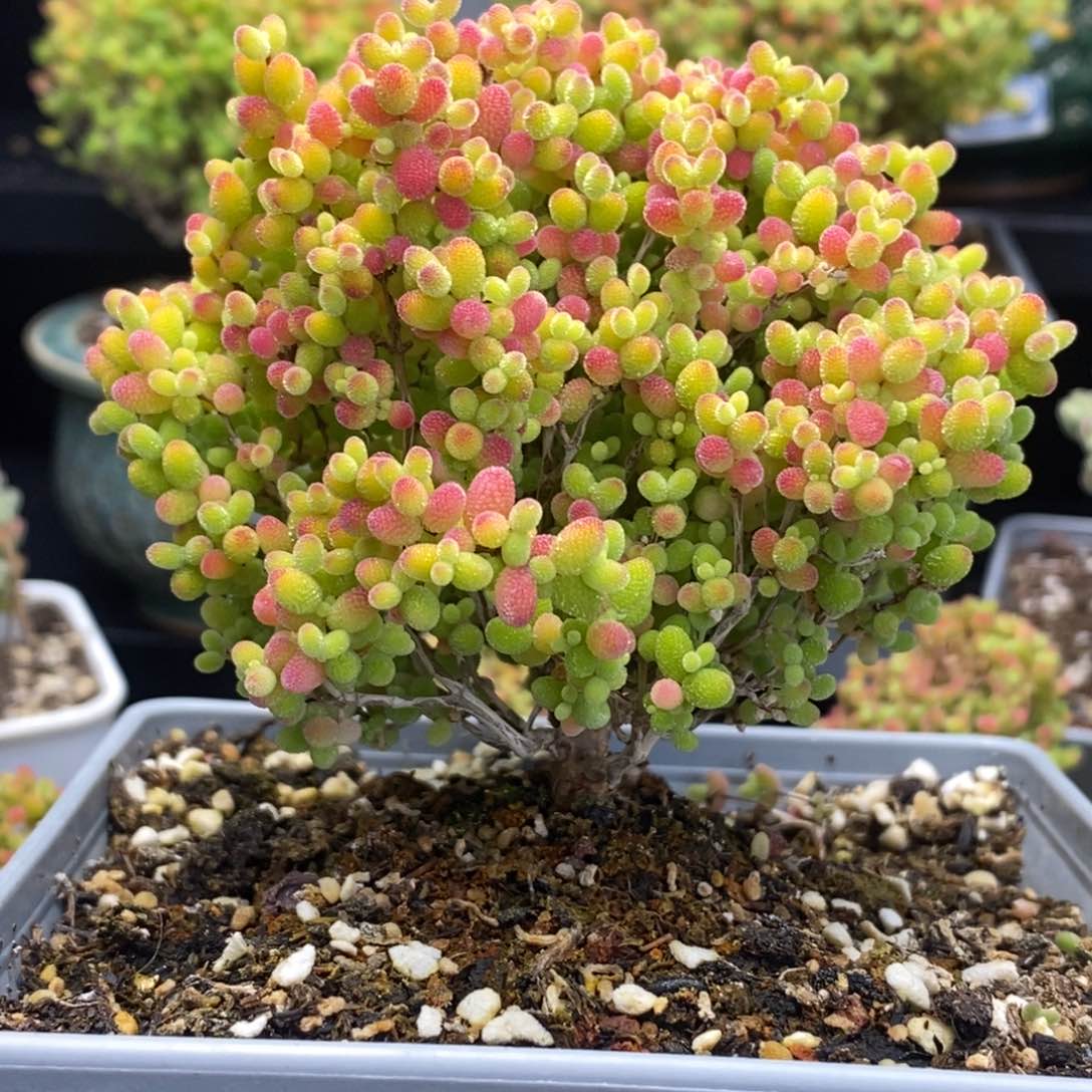 果****325号蜜橘糖球多肉