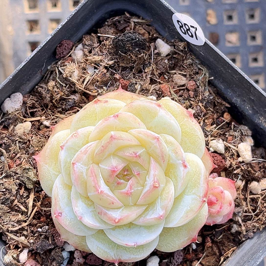 887  羽刹珍妮多肉18包邮