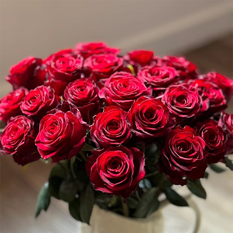 【红玫瑰】拍二单升级空运 云南昆明基地直发 鲜切花室内观赏美观