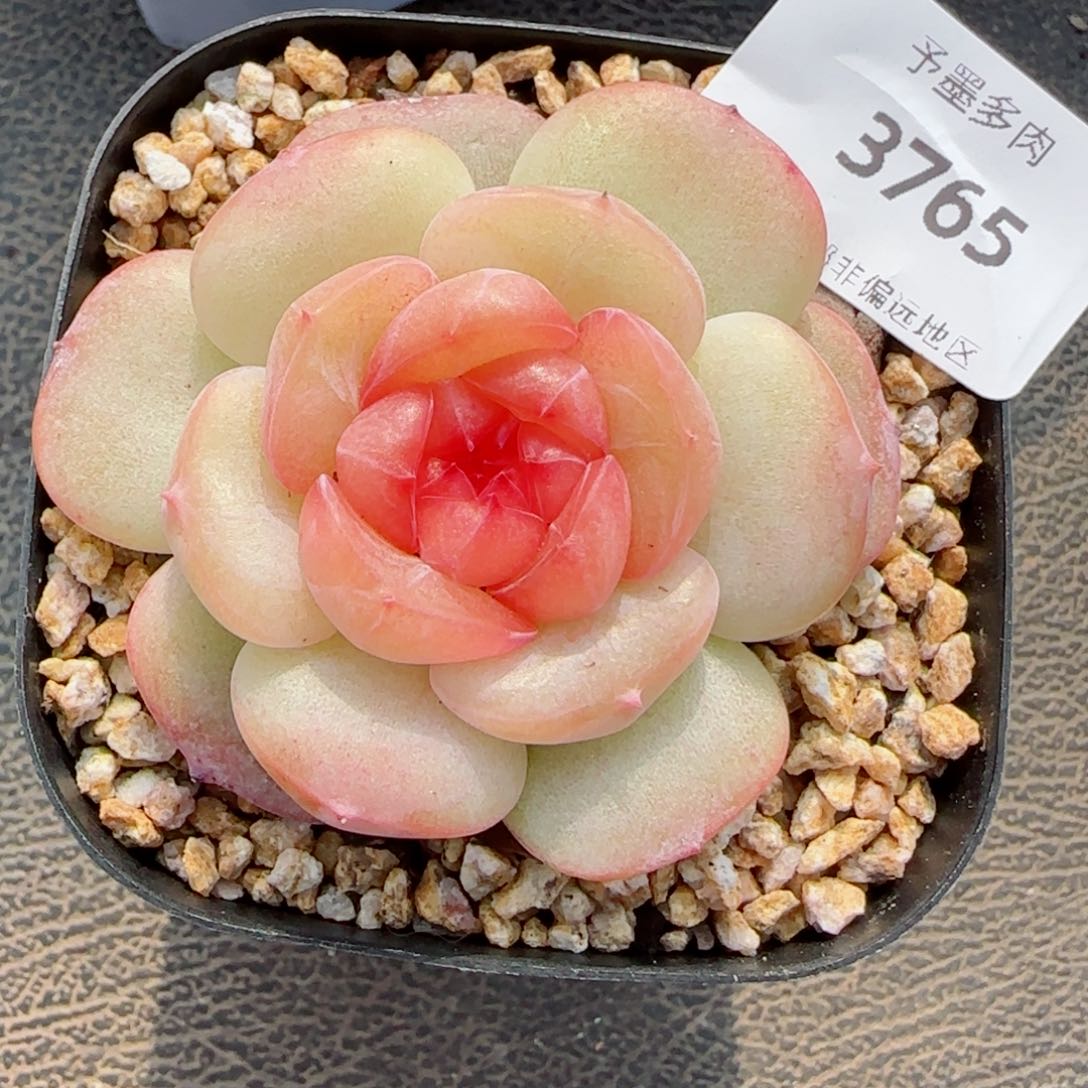 沉香珍妮，3765多肉植物