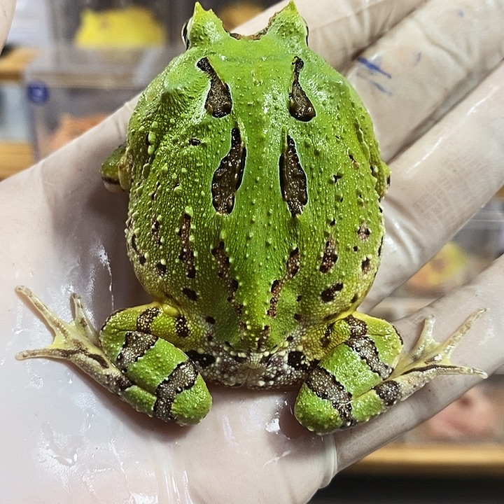 角蛙117号蝴蝶角蛙