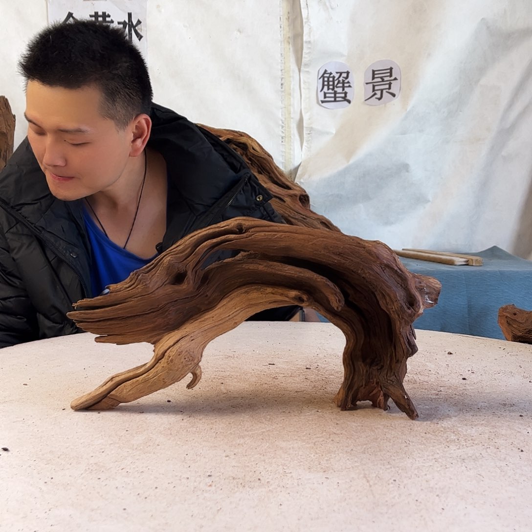 寄居蟹沉木造景沉木