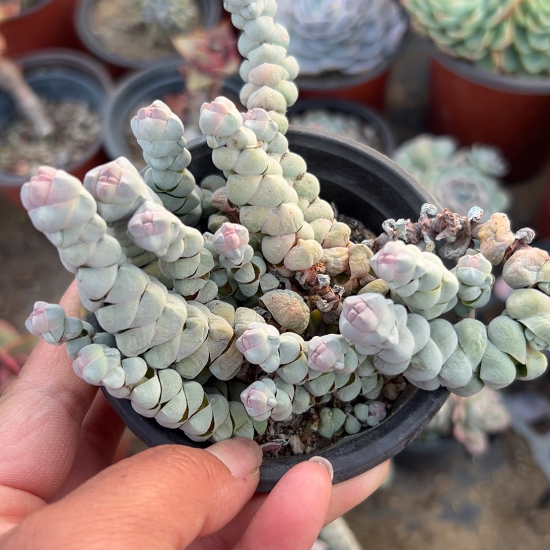 多肉植物多肉植物