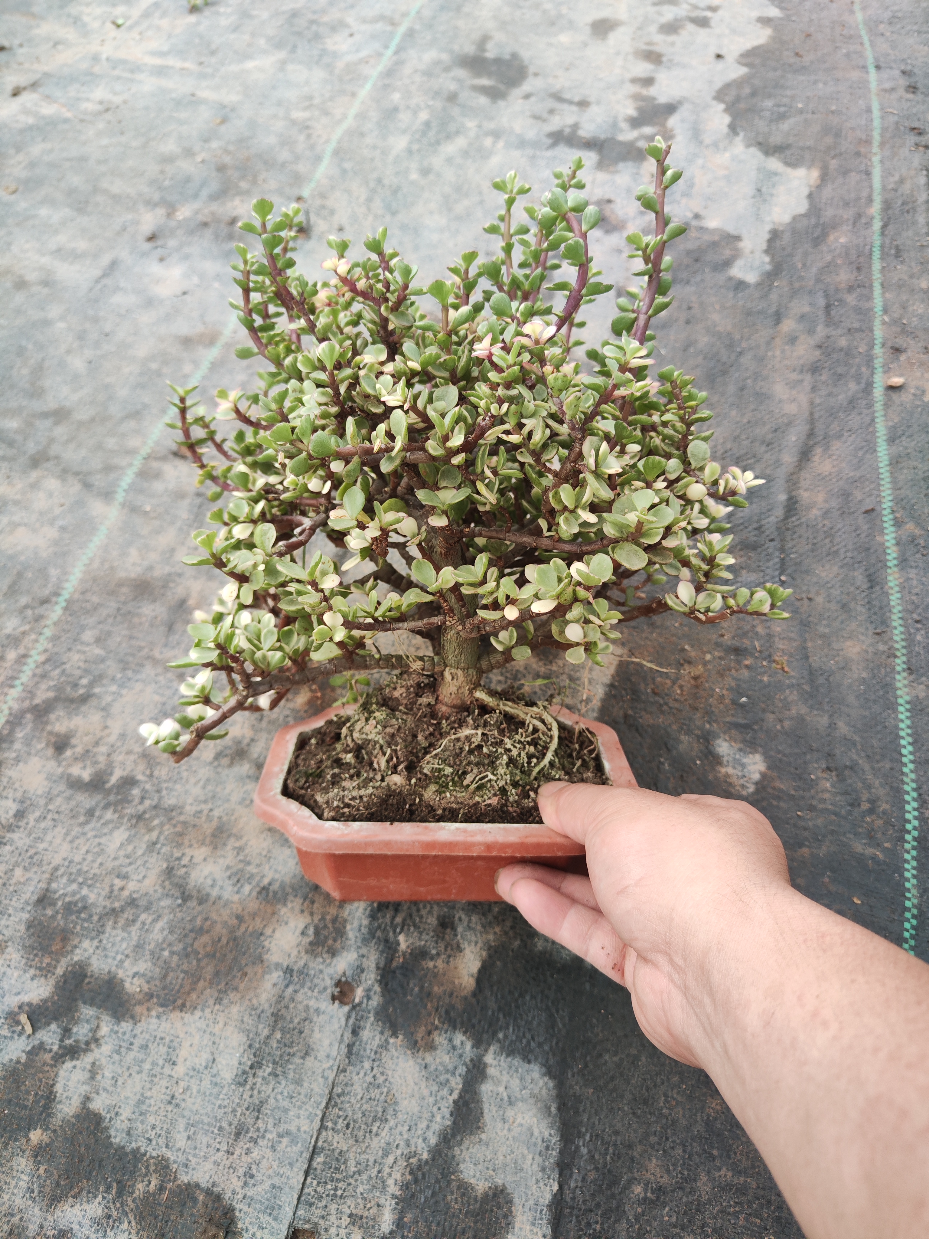 老桩雅乐之舞多肉植物盆景造型好养活25