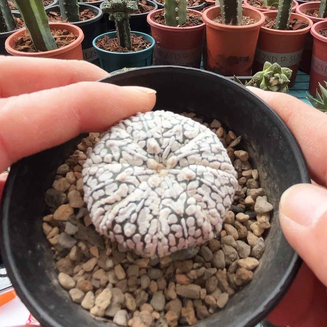 实生v兜新年快乐mmmmmmm