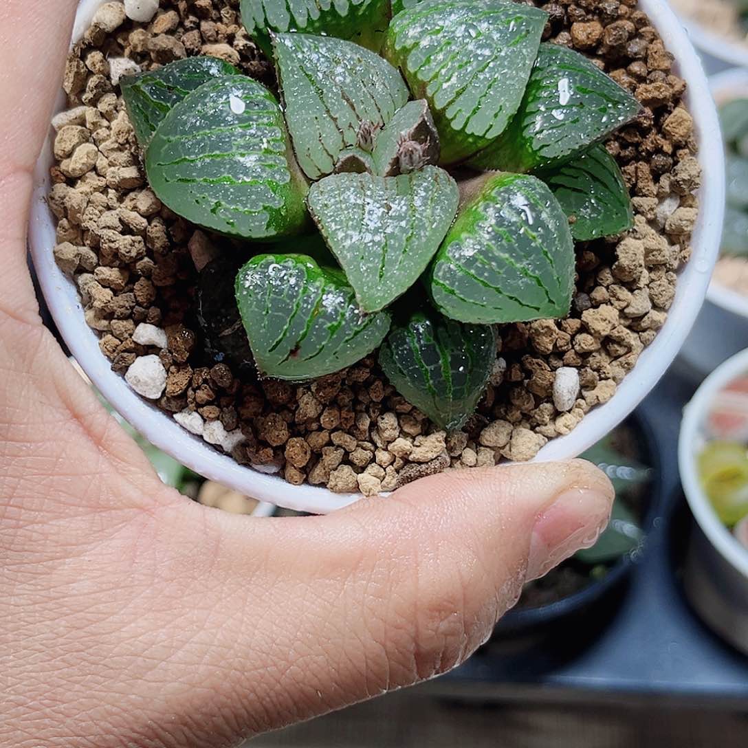 香瓜岛原盆原土系列