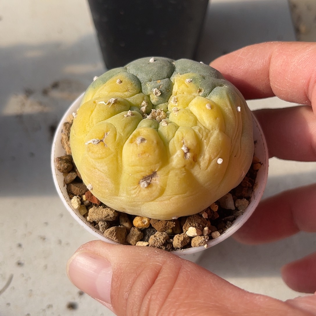 日系大尤龟甲鱼锦一物一拍