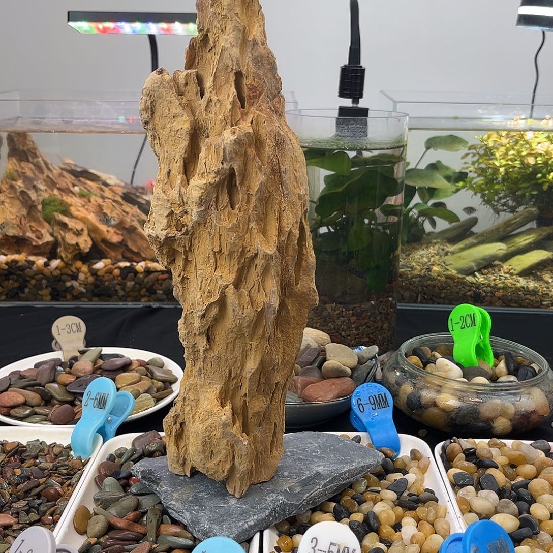 直播的松皮石一个一拍