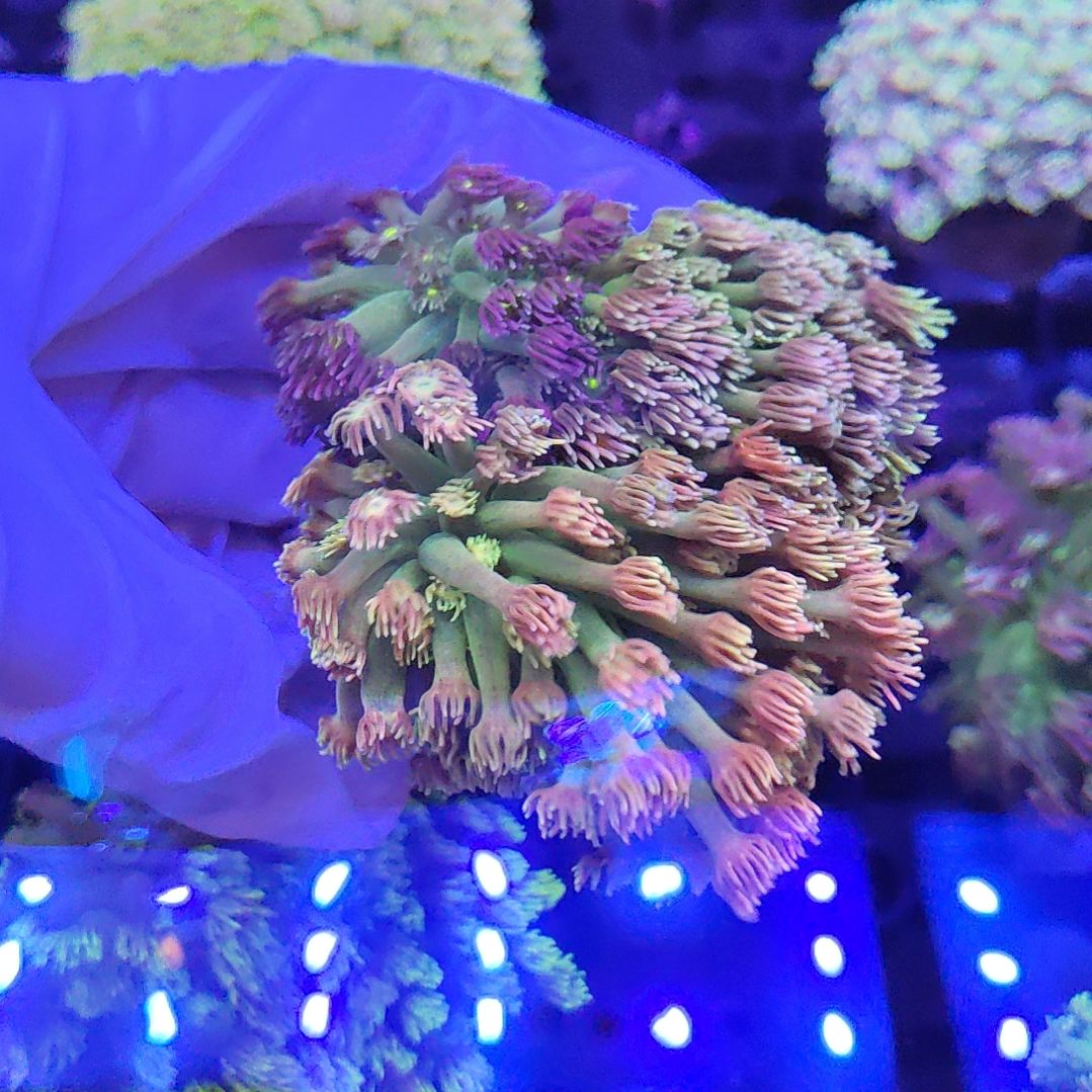 珊瑚不支持退货不包邮 退款超3次拉黑