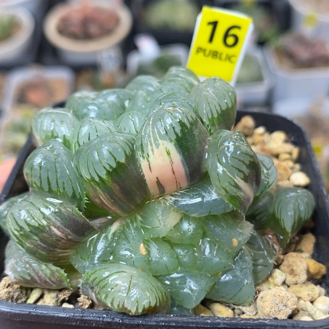 16湖水玉露锦一物一拍