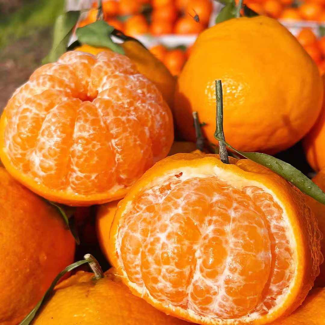 丫莉春见耙耙柑仅发同城四川省