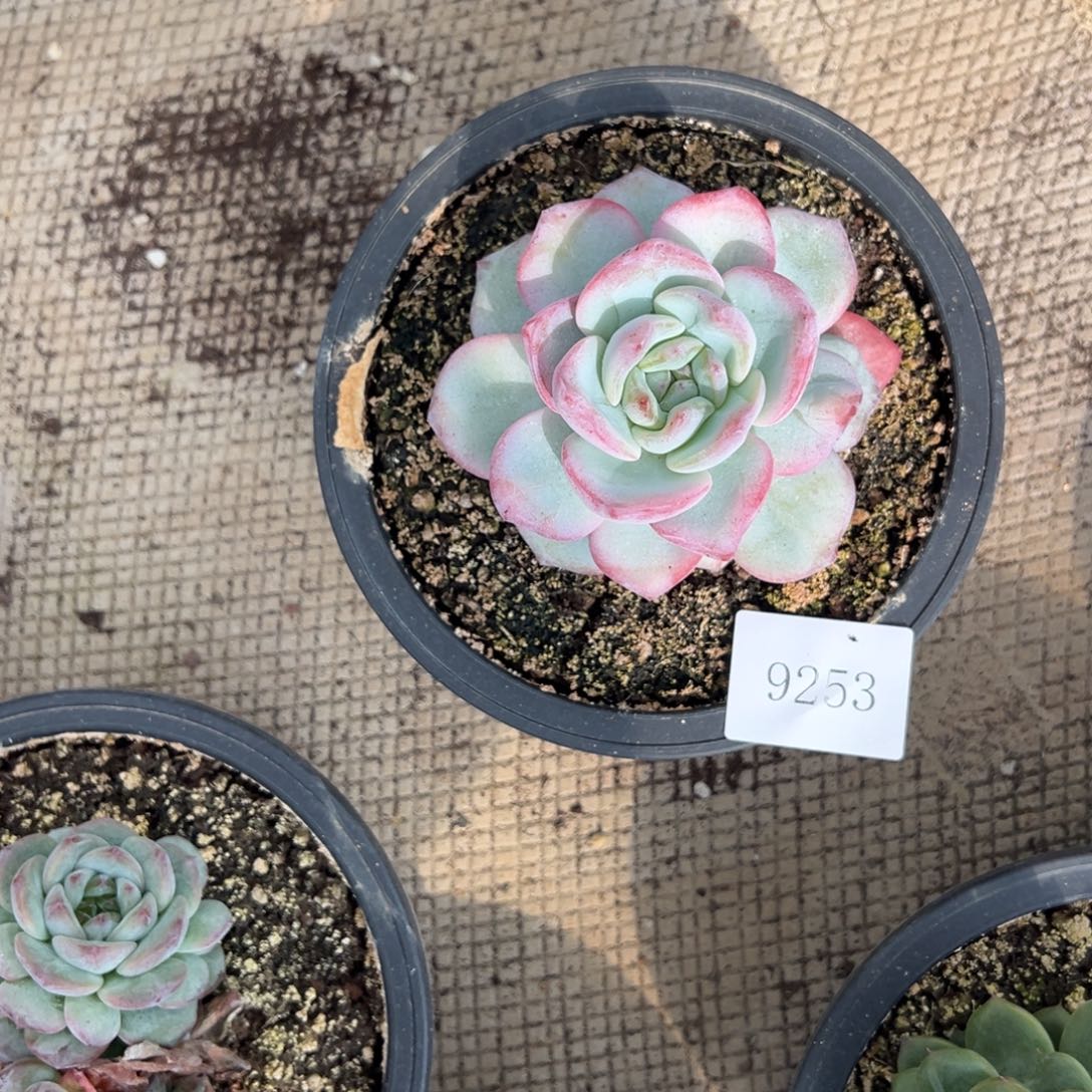 小*9253g r r r r r