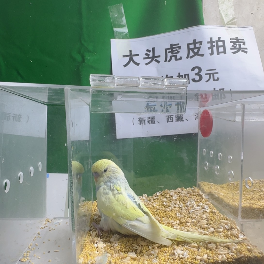 胡***甜虎皮鹦鹉大头鹦鹉