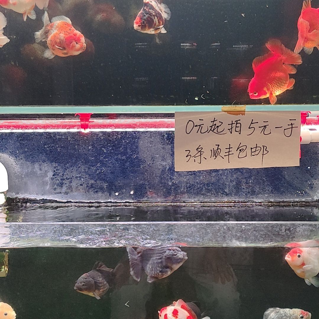金鱼将军福利一物一拍三条包邮