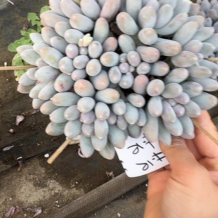 芳***芳汤圆多肉植物的生长