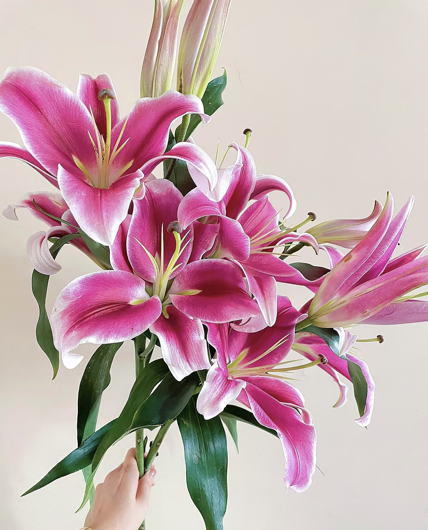 帕拉佐香水百合 鲜花批发云南基地直发四支（包邮）