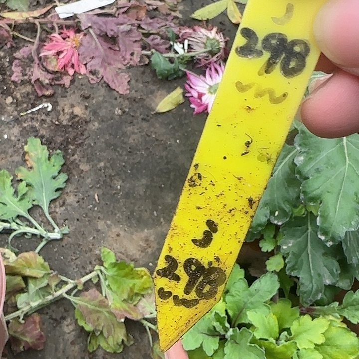 完全开放j298编号老根