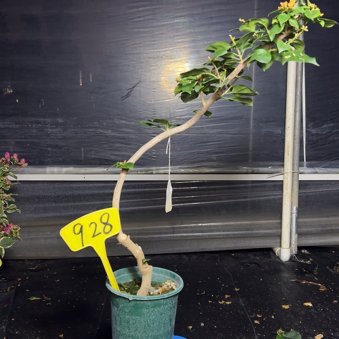 完全开放造型 重瓣黄 原生小树头 928