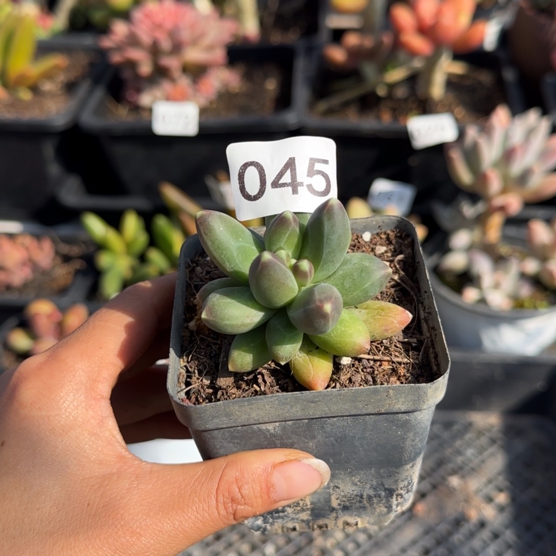 045号一物一拍一物一拍