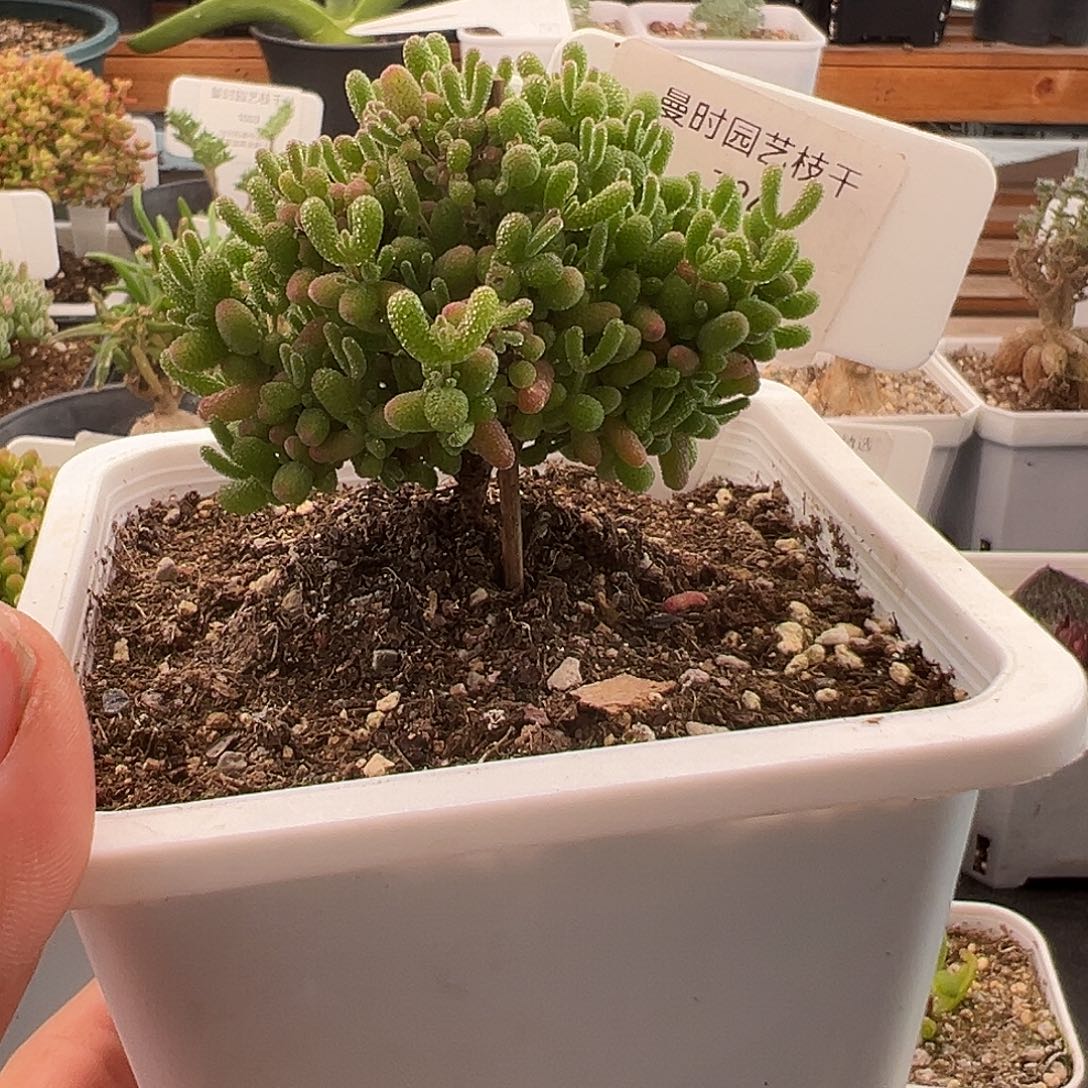 726号密橘糖球12.31多肉