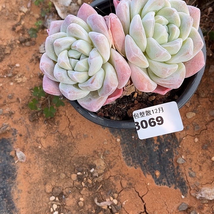 阿雅园艺。      3069